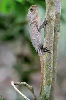 Hump: Hump-nosed Lizard