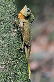 Dewlap: Hump-nosed Lizard