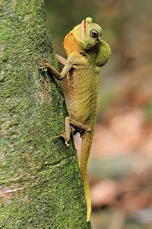 Dewlap: Hump-nosed Lizard