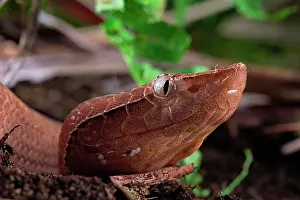 Hump: Hump-nosed Pit viper (Hypnale hypnale), animal portrait