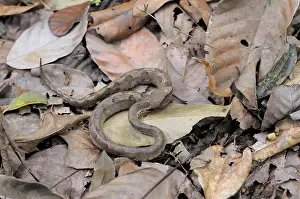 Hump: Hump-nosed Viper
