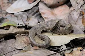 Hump: Hump-nosed Viper