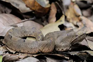 Hump: Hump-nosed Viper