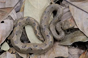 Hump: Hump-nosed Viper