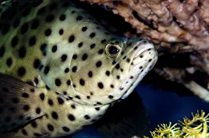 Barramundi: Humpback Grouper