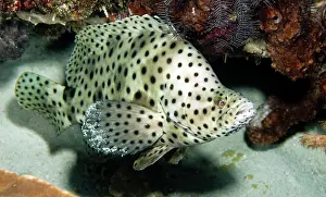 Barramundi: Humpback Grouper