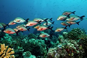Lutjanus: Humpback / Humpback Red / Paddletail Snapper