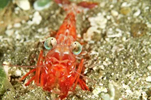 Shellfishes: Humpback Prawn