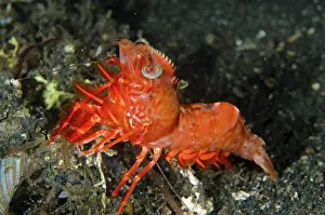 Prawn: Humpback Prawn