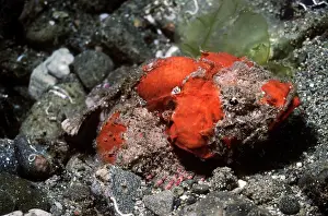 Scorpaenopsis: Humpback Scorpionfish