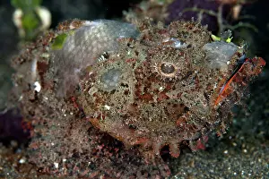 Scorpaenopsis: Humpback Scorpionfish