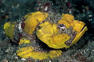 Scorpaenopsis: Humpback Scorpionfish