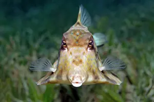 Landmarks: Humpback turretfish (Tetrosomus gibbosus), Great