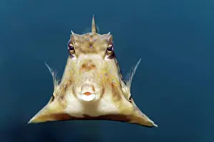 Boxfish: Humpback Turretfish (Tetrosomus gibbosus), Red Sea