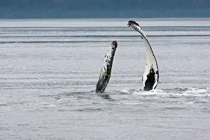 Pectoral: Humpback whale