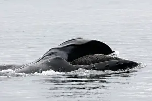 Humpbacks: Humpback whale