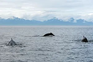 Humpbacks: Humpback Whale
