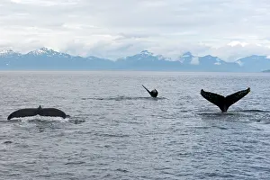 Humpbacks: Humpback Whale
