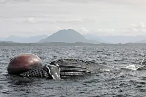 Sick: Humpback Whale
