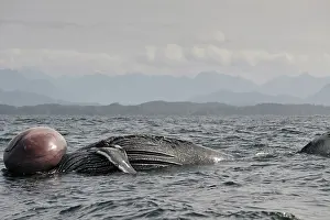 Sick: Humpback Whale