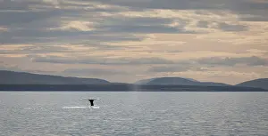 Fluke: Humpback Whale