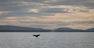 Fluke: Humpback Whale