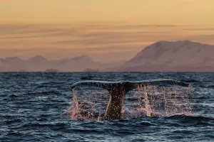 Fluke: Humpback Whale