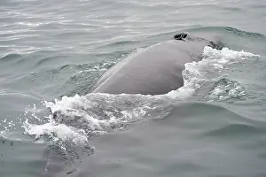 Breathing: Humpback Whale