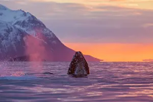 Vesteralen: Humpback Whale