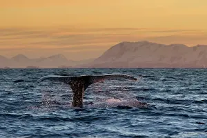 Fluke: Humpback Whale