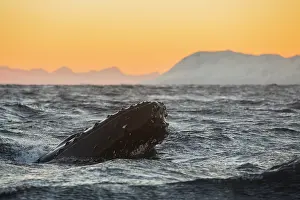 Humpback: Humpback Whale