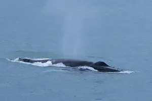 Blowing: Humpback Whale