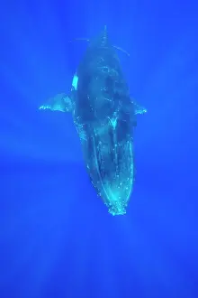 Tonga: Humpback whale - adult