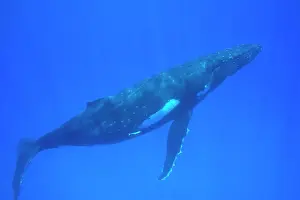 Tonga: Humpback whale - adult