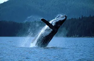 Novaengliae: Humpback Whale - adult breaching