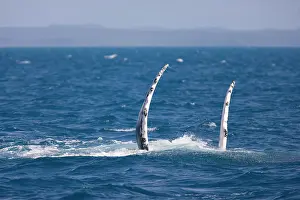 Slaps: Humpback whale - adult female