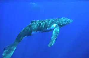 Visible: Humpback whale - Adult male. Silhouette of a mother