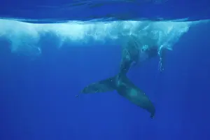Tonga: Humpback whale - Adult swimming at the surface