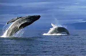Humpback: Humpback Whale - two adults breaching