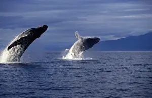 Leaping: Humpback Whale - two adults breaching