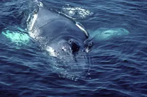 Appearing: Humpback whale - Appearing at surface showing blowholes