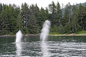 Spouting: Humpback whale - Blow / Spout