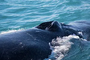Blowhole: Humpback Whale blowhole