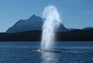 Spouting: Humpback Whale - blowing air from blow hole