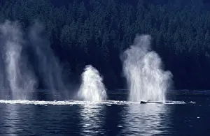 Spouting: Humpback whale - Blows