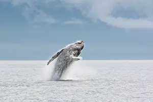 Breach: Humpback whale - Breaching