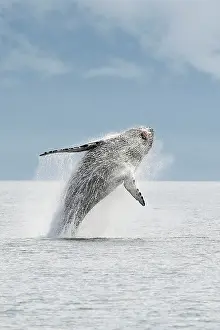 Breach: Humpback whale - Breaching