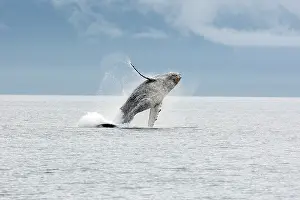 Breach: Humpback whale - Breaching