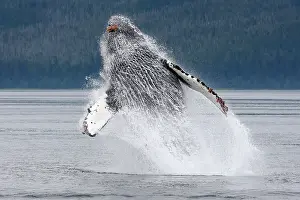 Breach: Humpback whale - Breaching