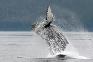 Breach: Humpback whale - Breaching